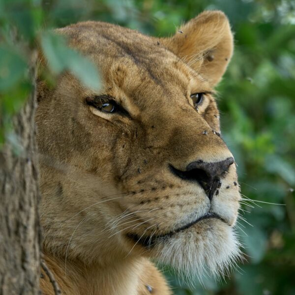 5 Days Tanzania Safari