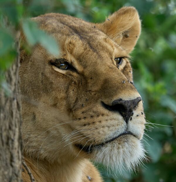 5 Days Tanzania Safari