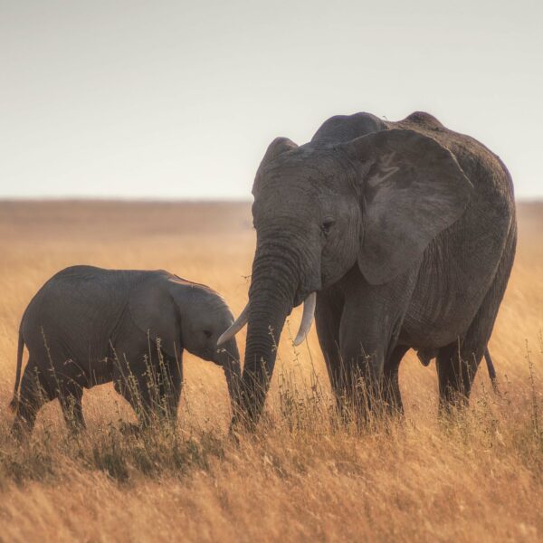 16 Days long safari in the Northern Circuit