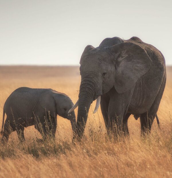 16 Days long safari in the Northern Circuit