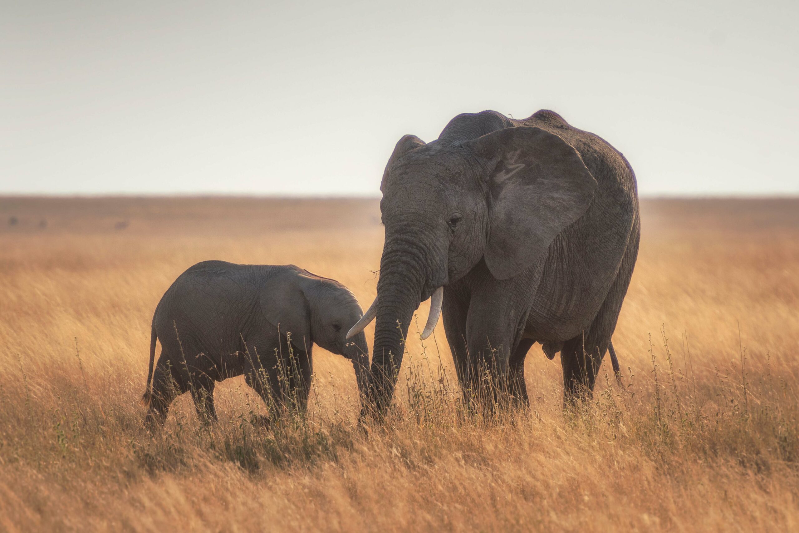 16 Days long safari in the Northern Circuit